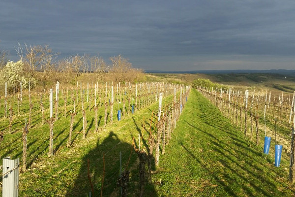 Frhling im Weingarten