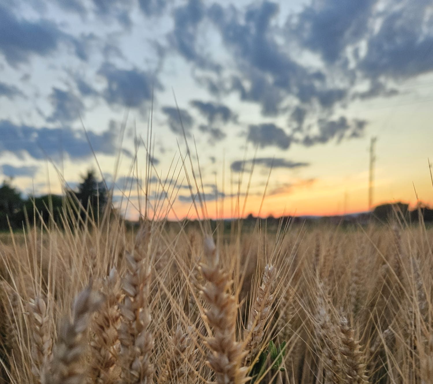 Getreidefeld im Weinviertel
